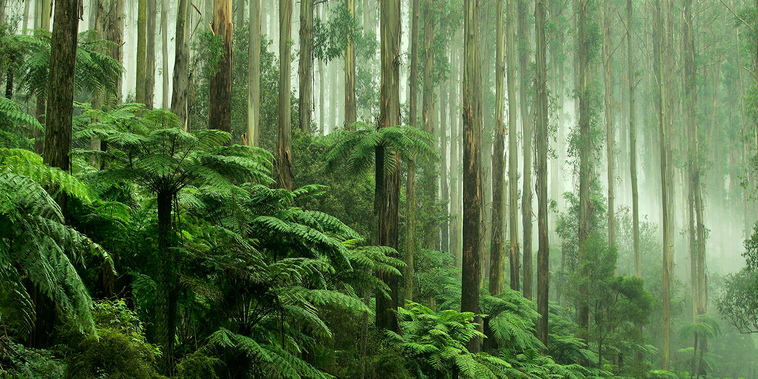Mystery Picnic With Friends - Dandenong Ranges