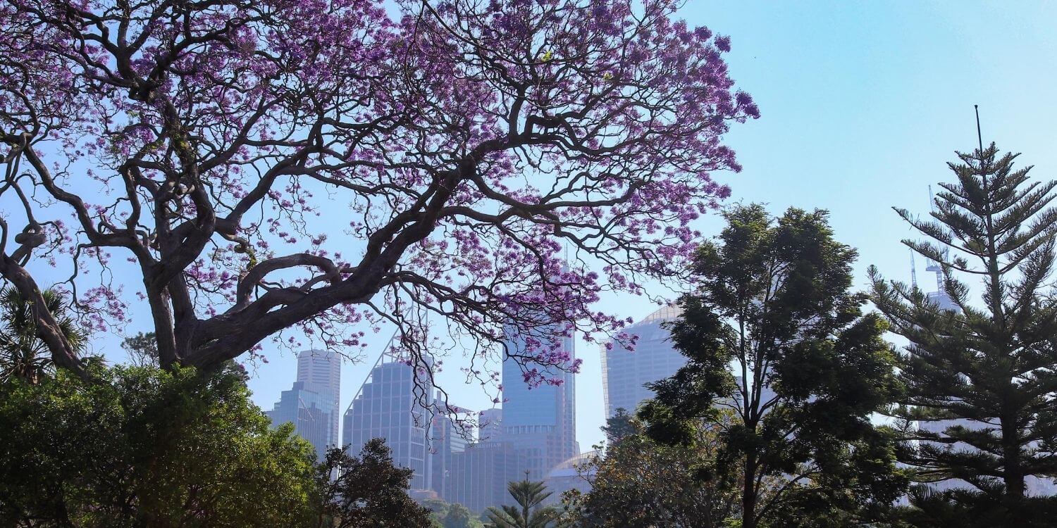 Mystery Picnic Date - Spring Blossom City Side, Botanic Gardens Sydney